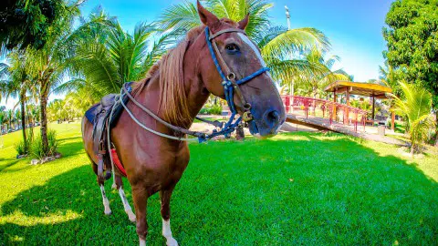 imagem capa Fazendinha Carpe Diem Eco Resort Olímpia