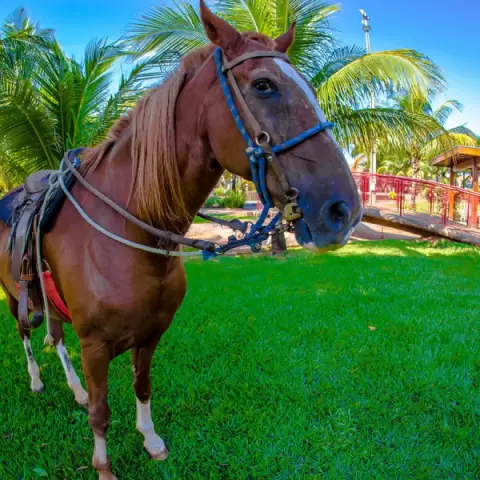 Hotéis em Olímpia com fazendinha