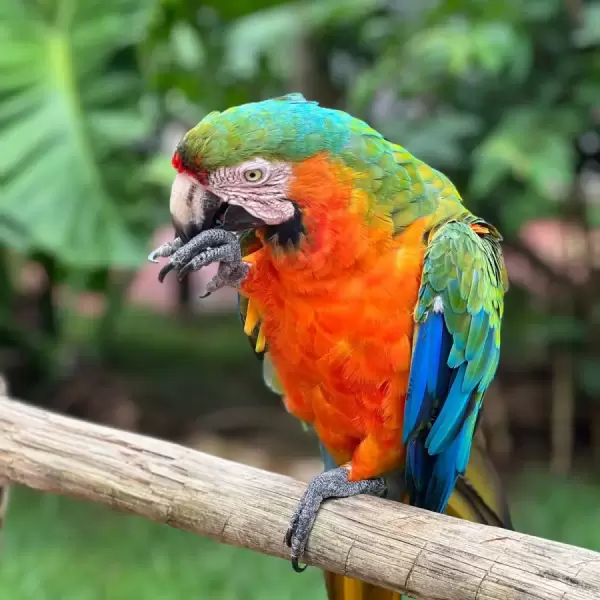 Zoológico e Fazendinha atração para família no Thermas dos Laranjais